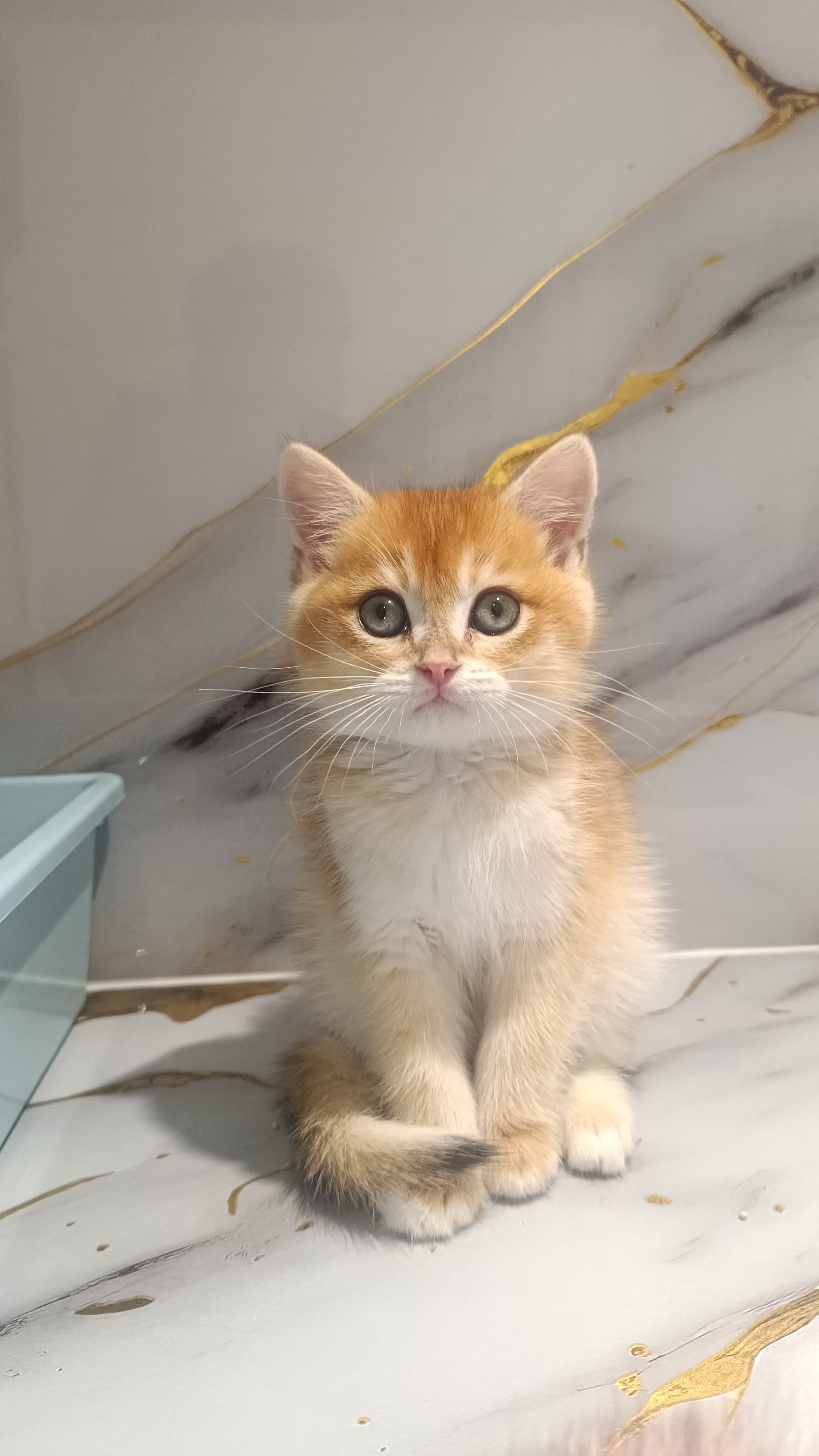 NY 12 Golden British Kitten