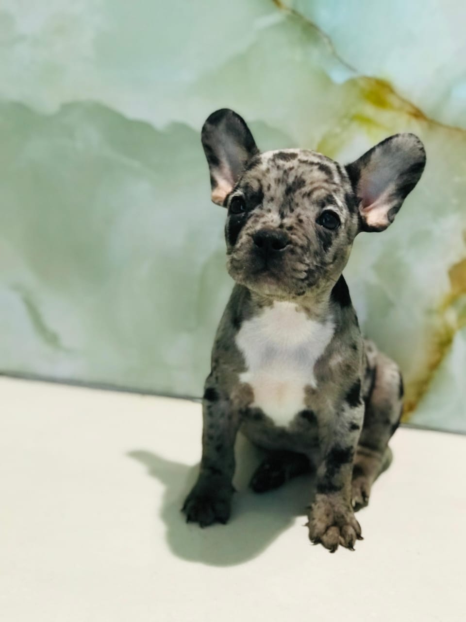 Merle French Bull Dog Male