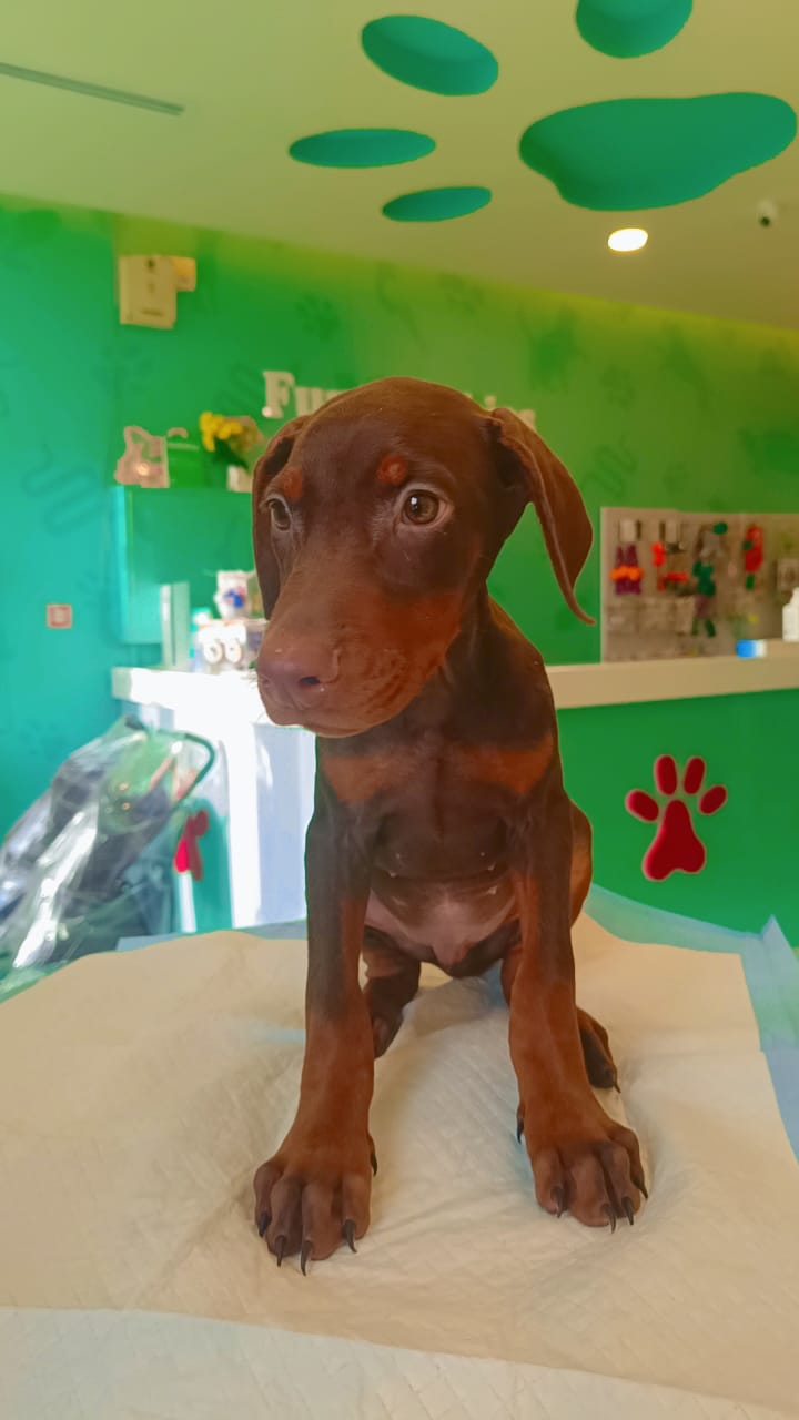 Doberman Puppies Male