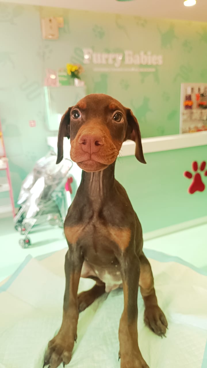 Doberman Puppies Male