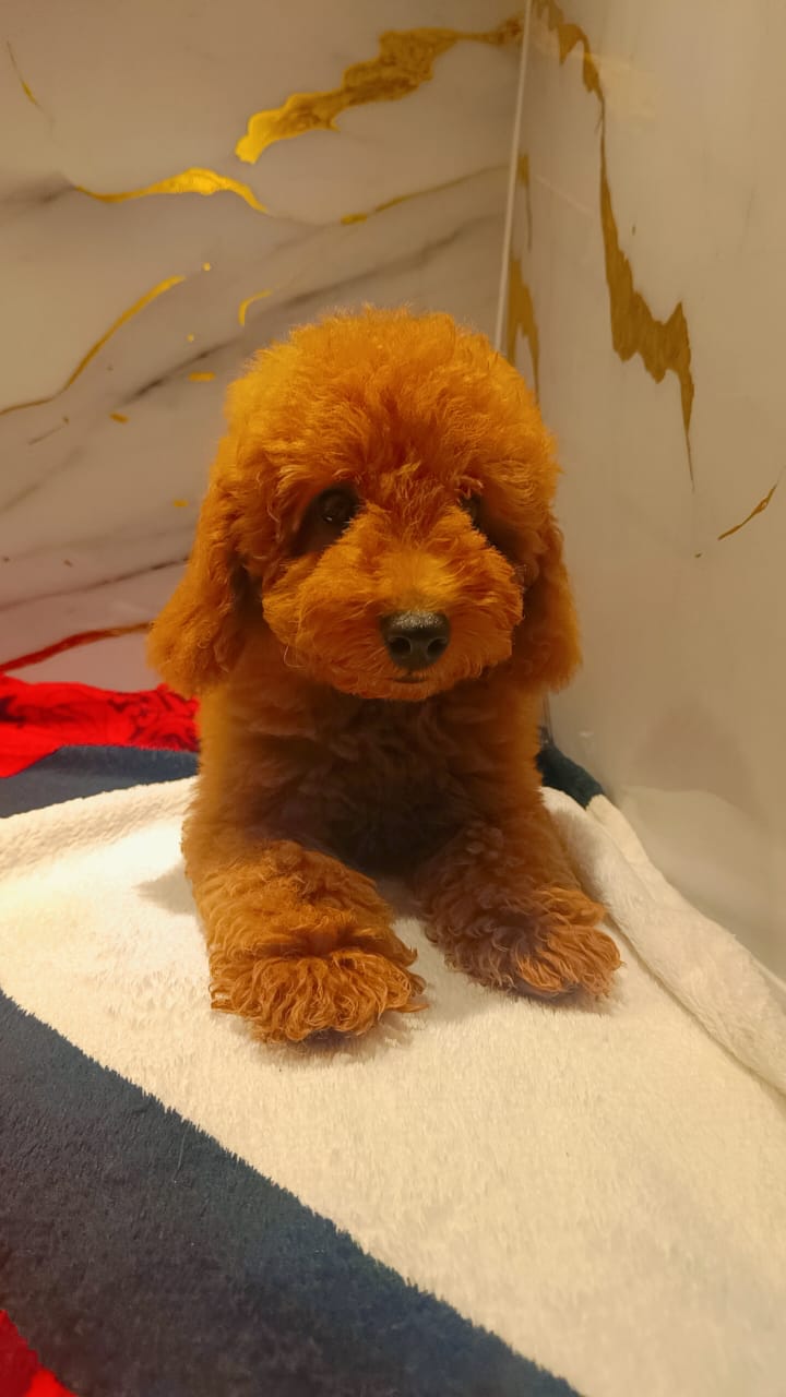 Toy Poodle Male