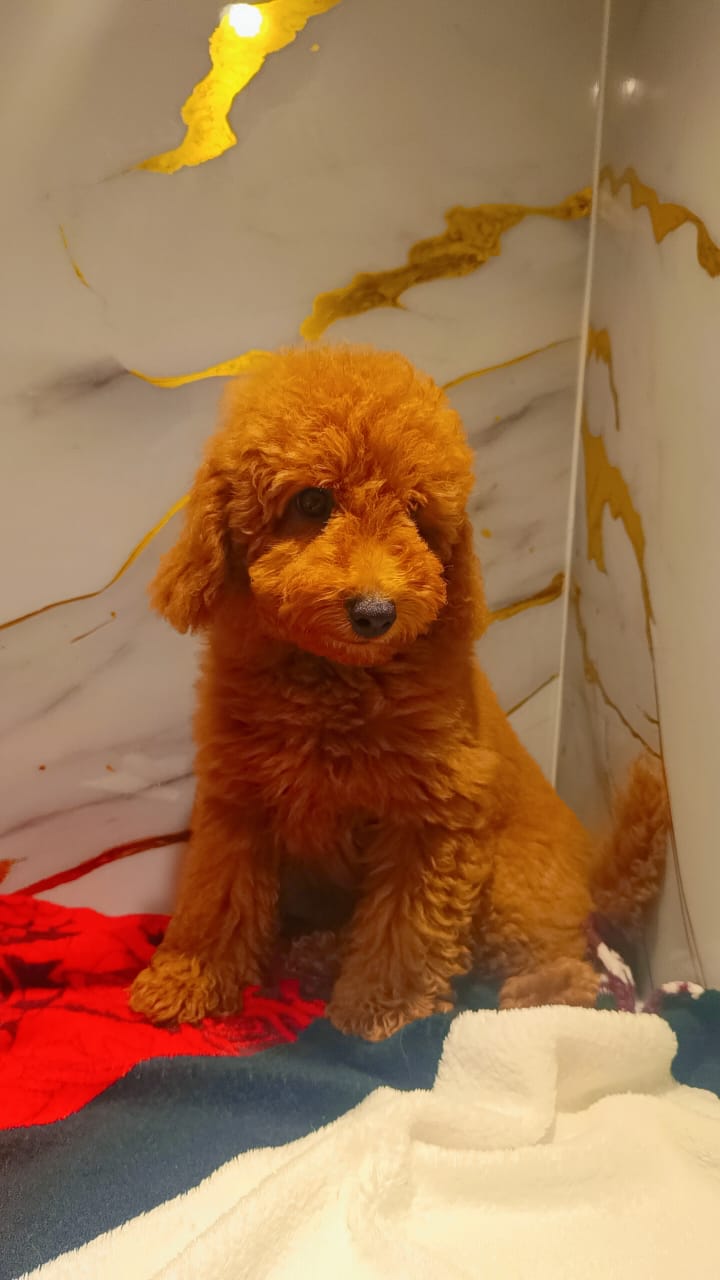 Toy Poodle Male