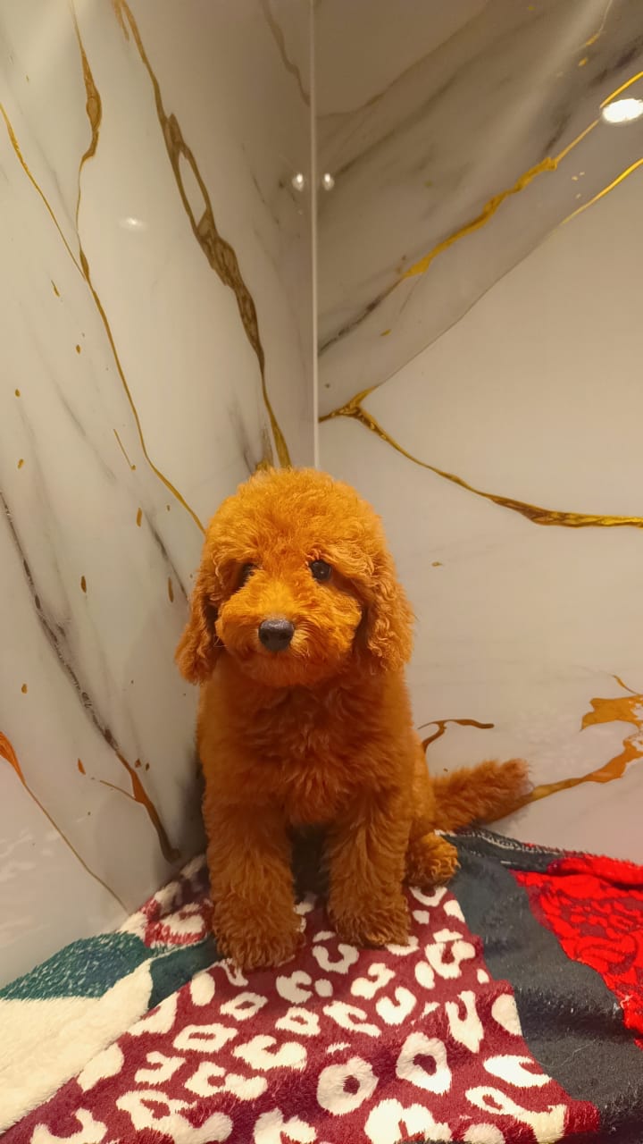 Toy Poodle Male