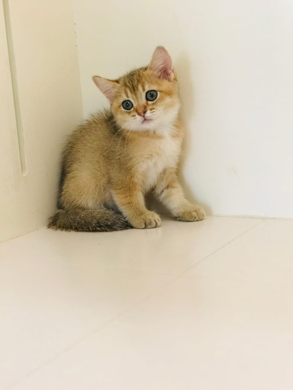 Ny12 Kitten Male