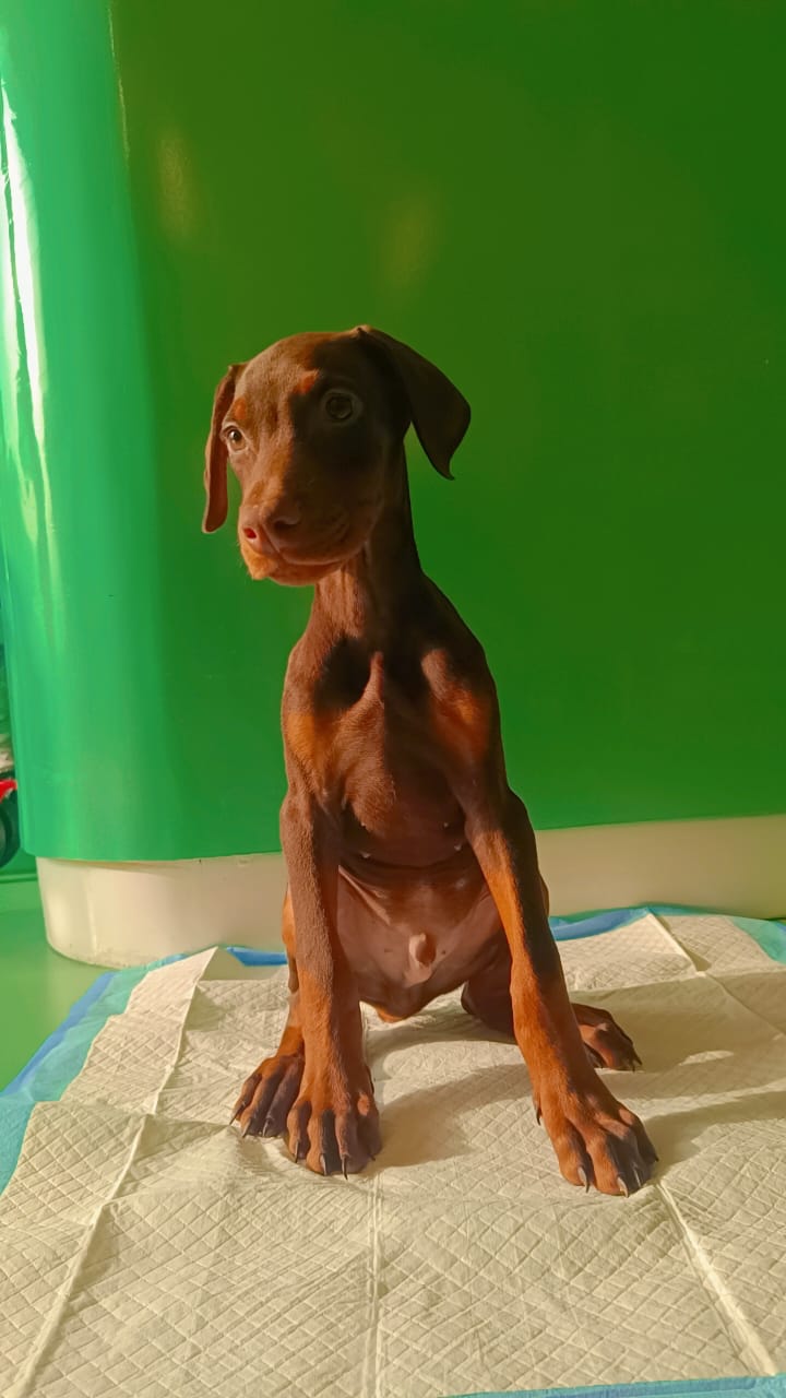 Doberman Puppies Male
