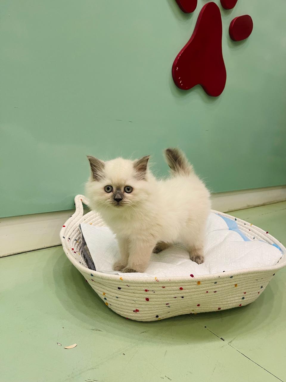 Himalayan Male Kitten