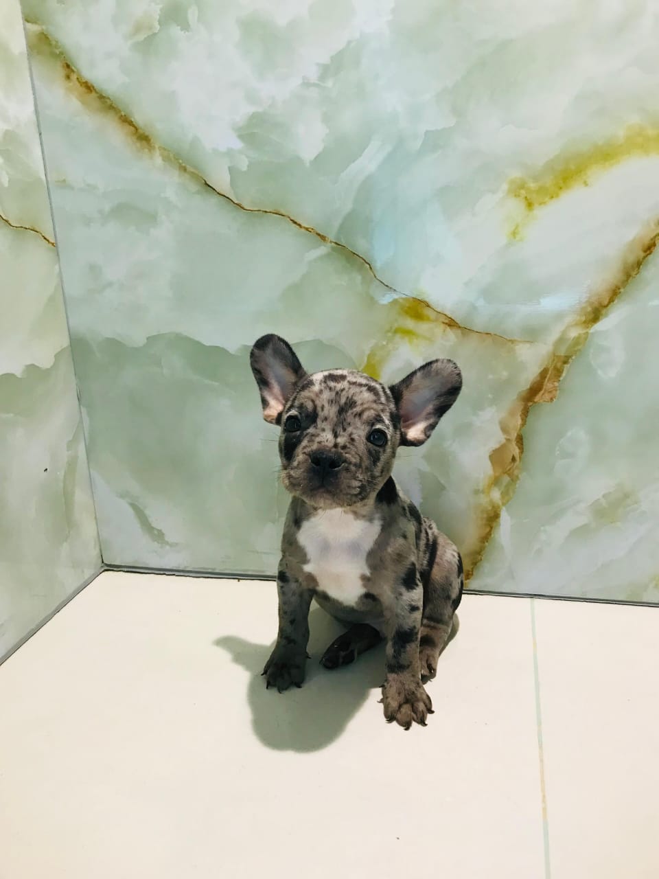 Merle French Bull Dog Male