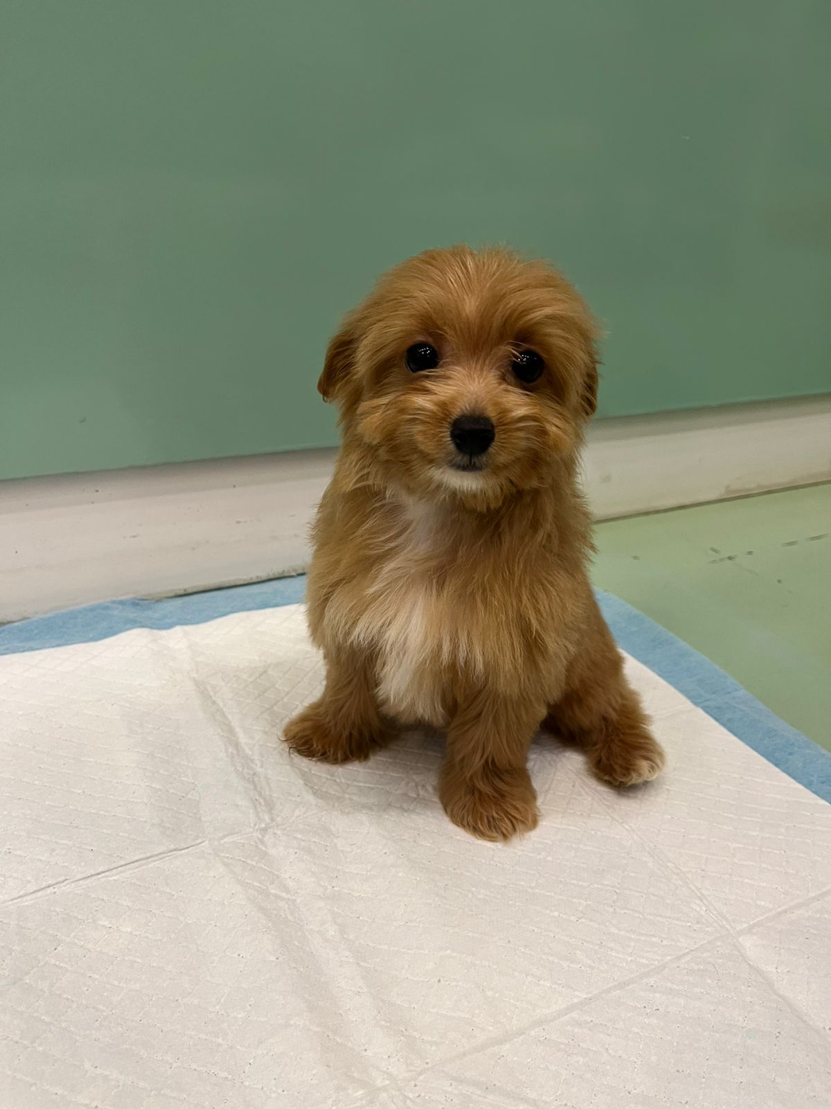 Maltipoo Female Puppy