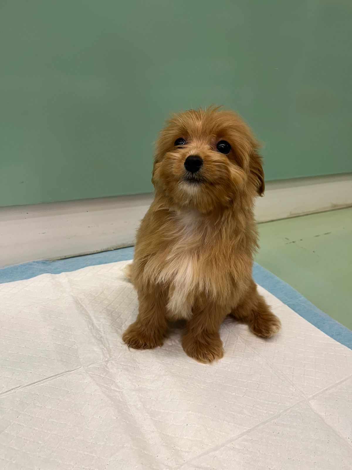 Maltipoo Female Puppy