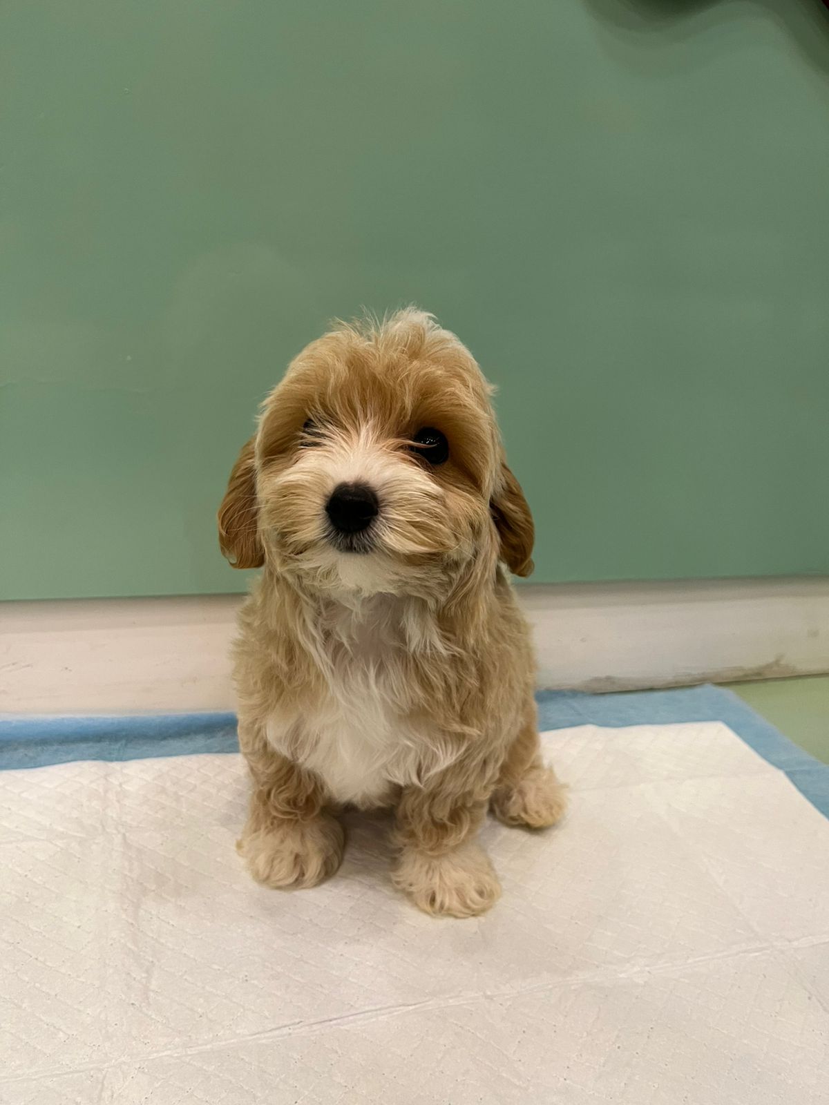 Maltipoo Female Puppy