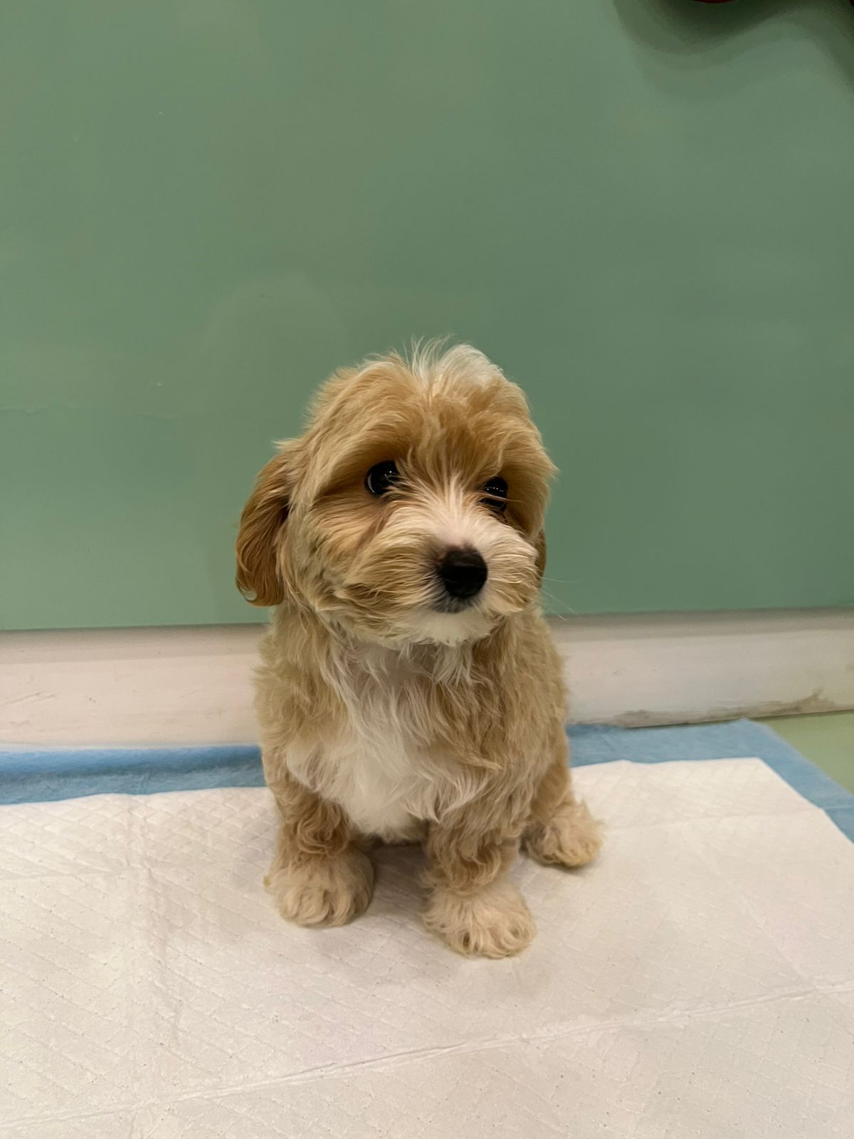 Maltipoo Female Puppy