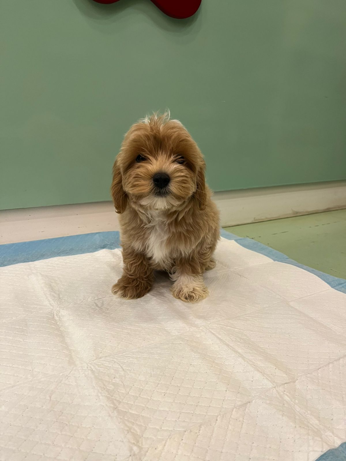 Maltipoo Male Puppy