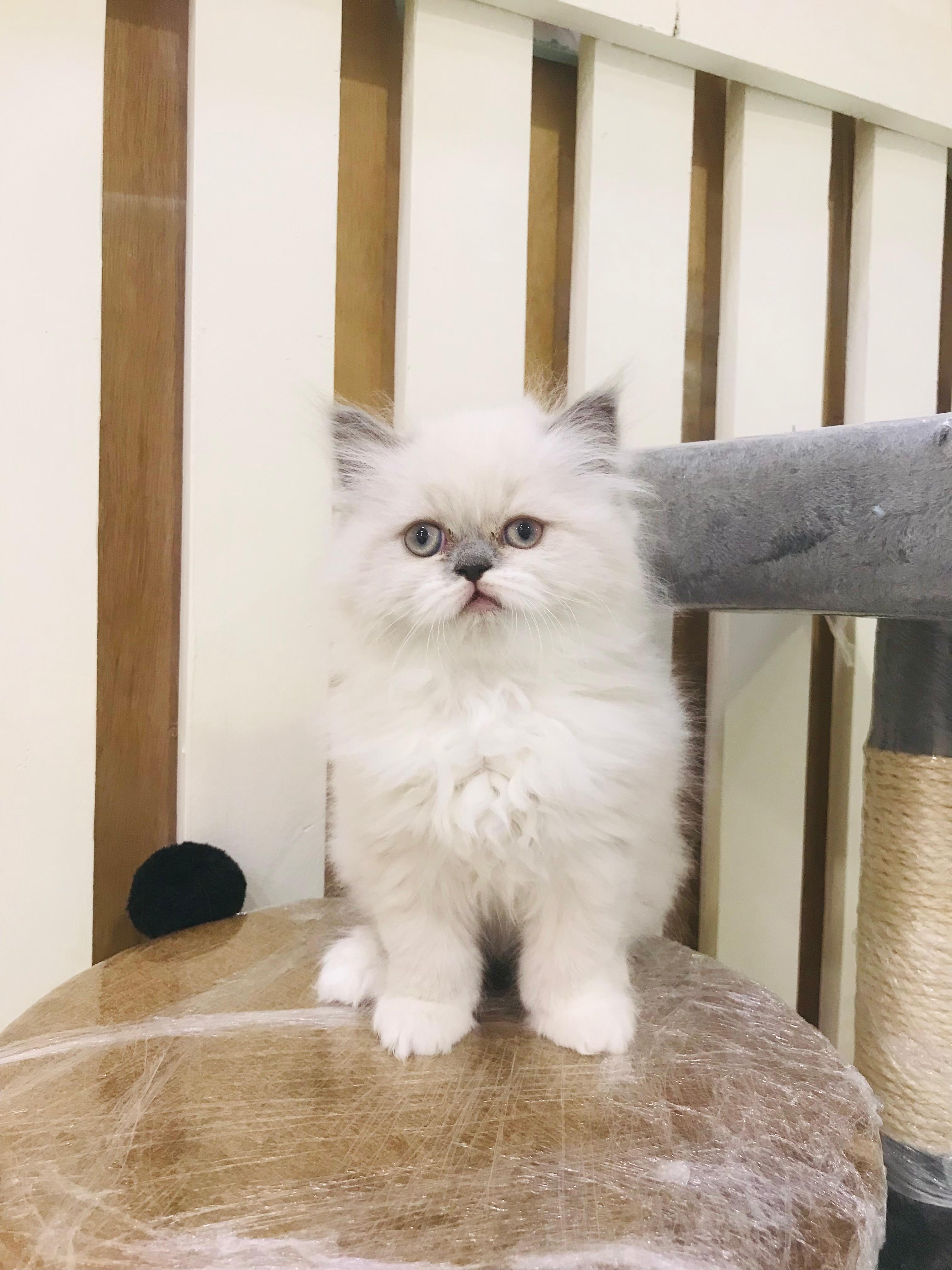 Ragdoll Kitten