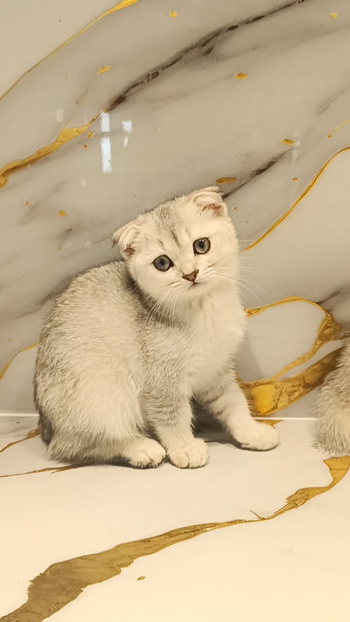 Scottish fold silver chinchilla NY 11