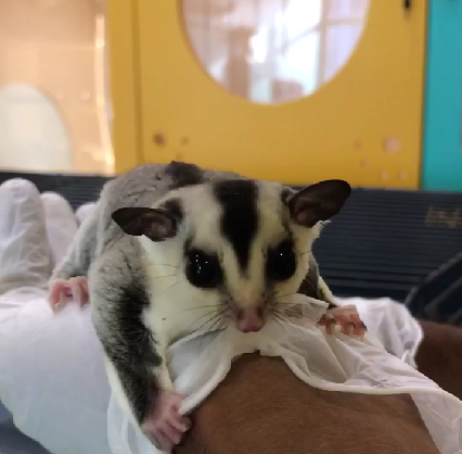 Sugar Glider
