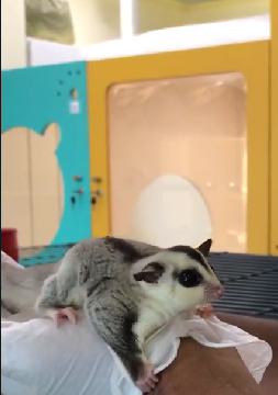 Sugar Glider