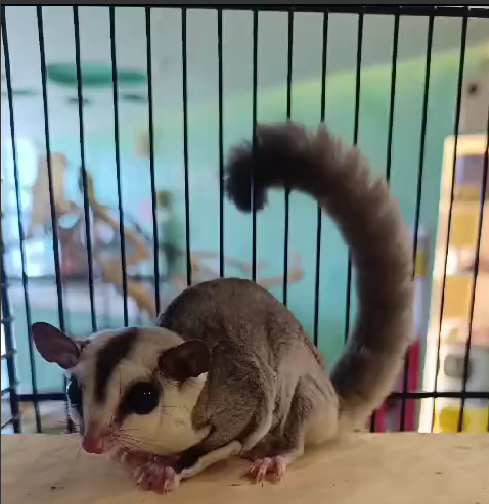 Sugar Glidder