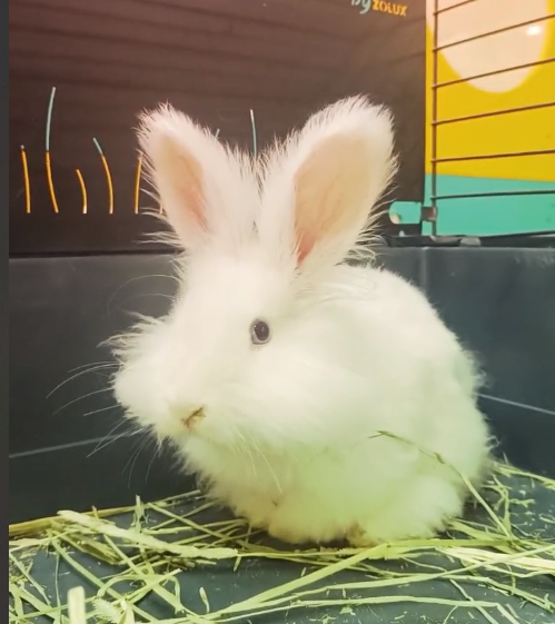 English Angora Rabbit