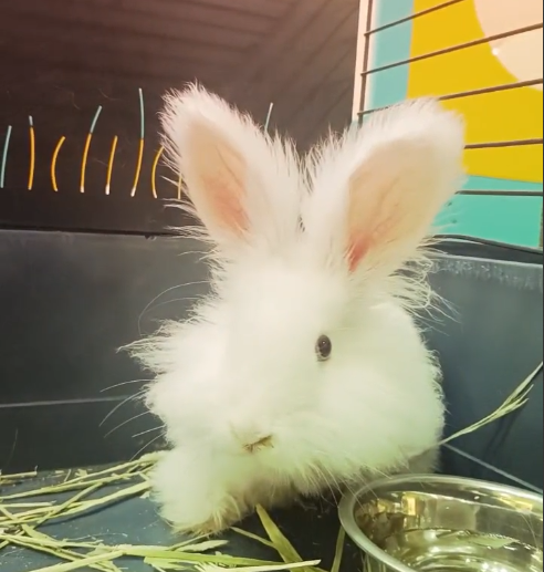 English Angora Rabbit