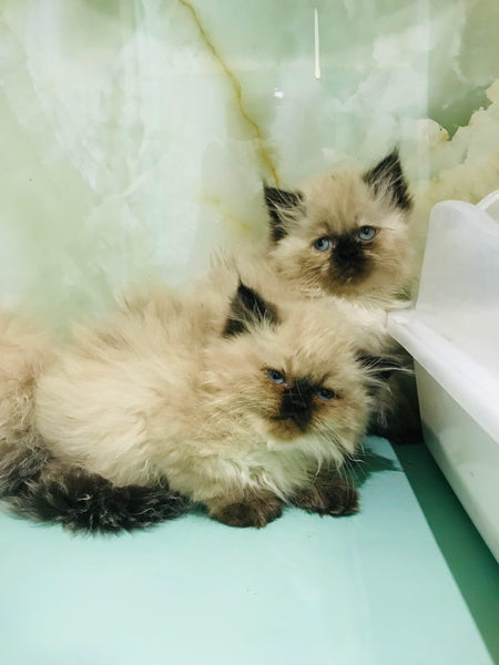 Himalayan Kittens – Furry Babies Animals Trading