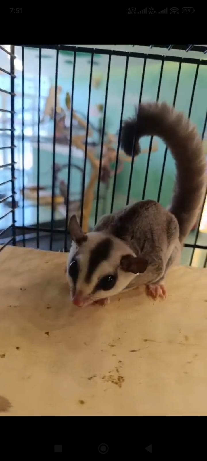 Sugar Glidder
