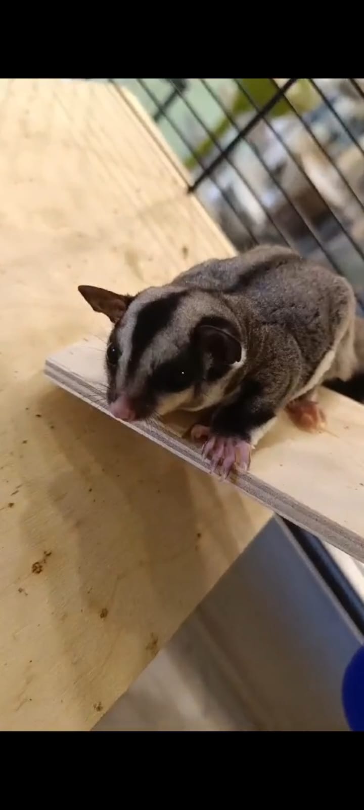 Sugar Glidder