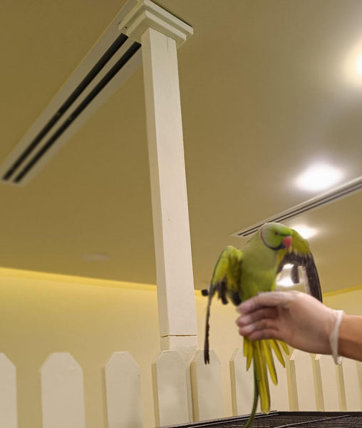 Ring neck parrot – Furry Babies Animals Trading