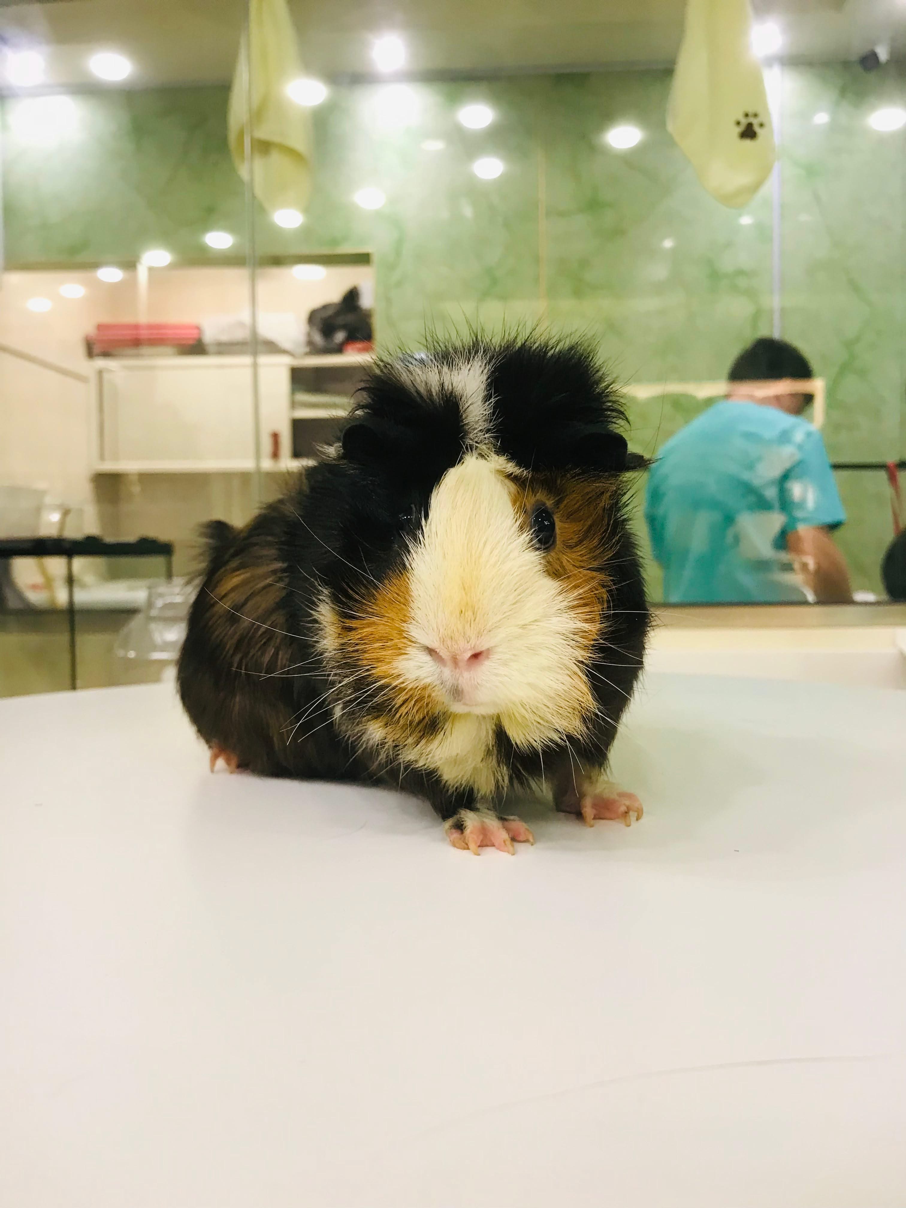 Guinea pig