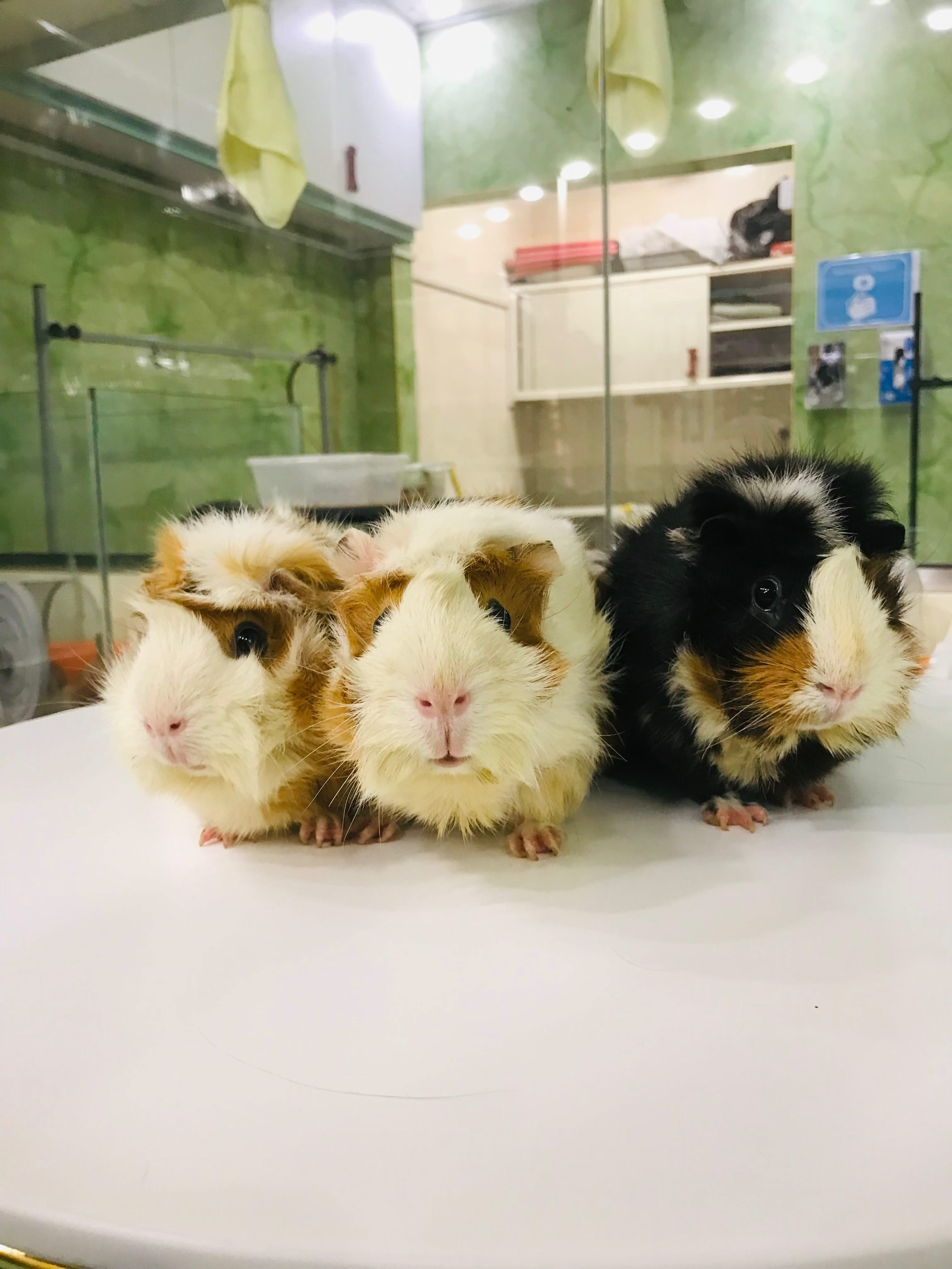 Guinea pig