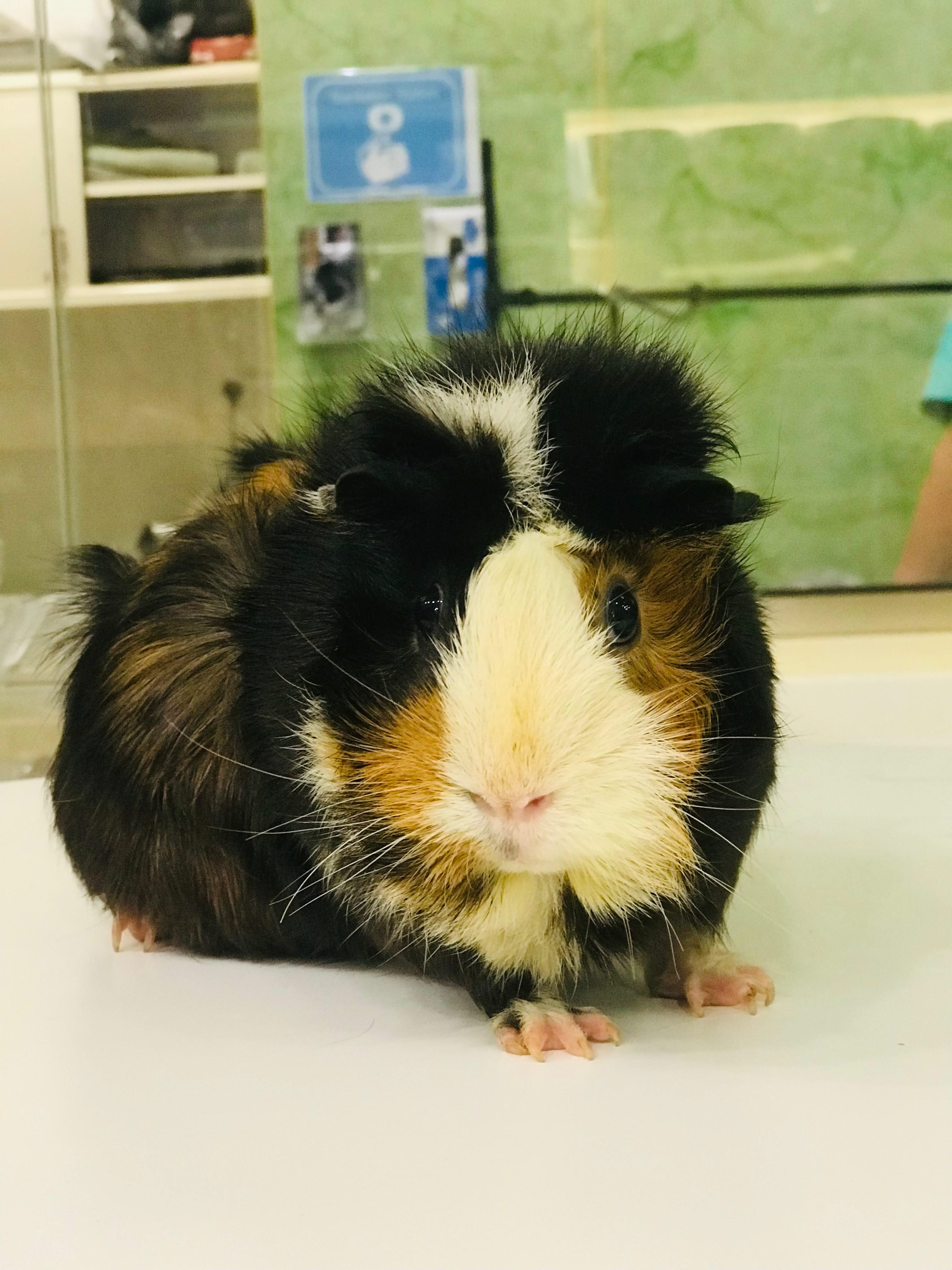 Guinea pig