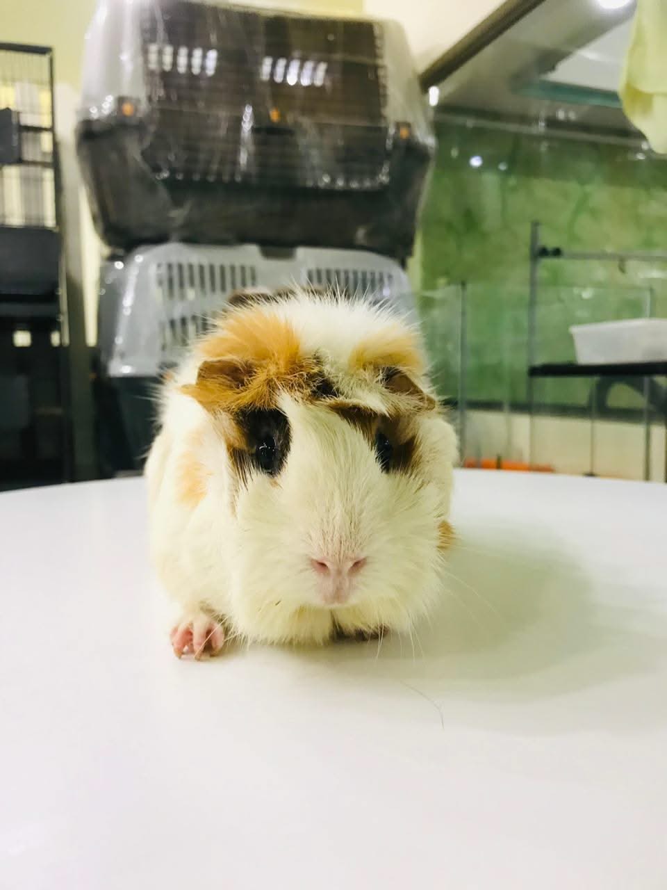 Guinea pig