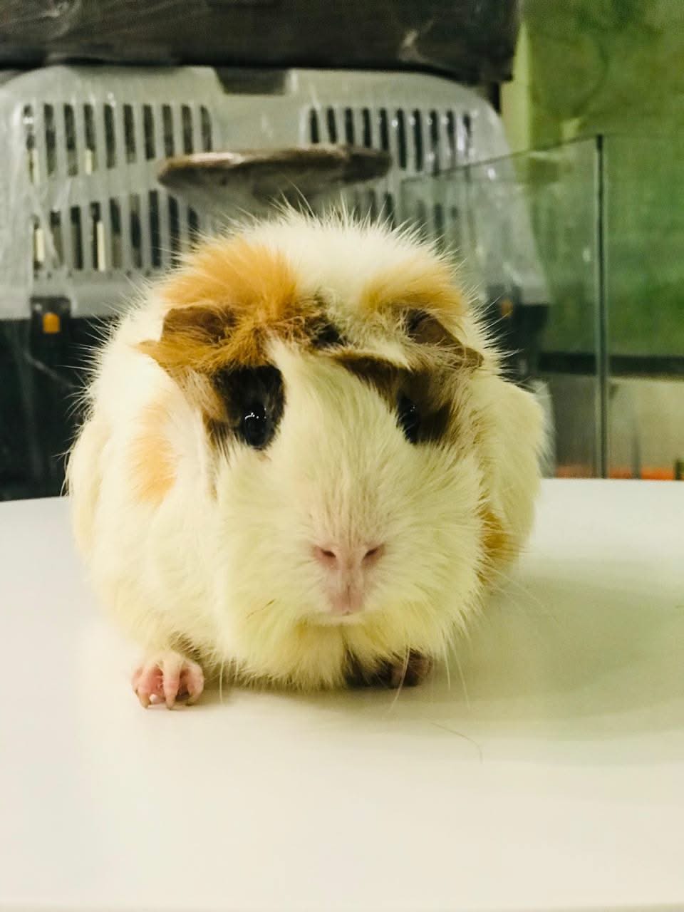 Guinea pig