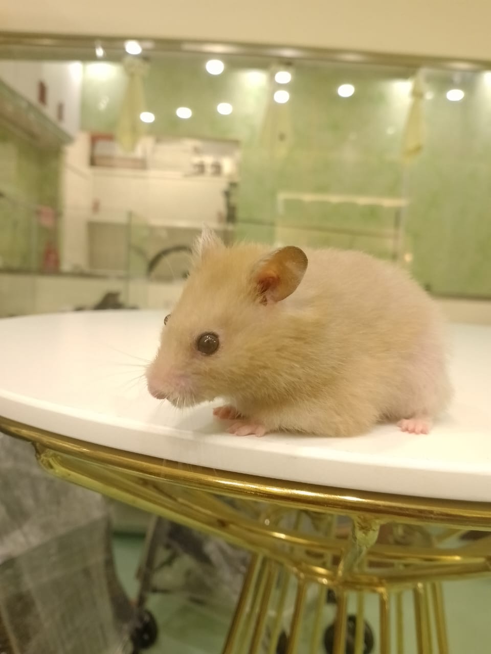 Syrian Hamster