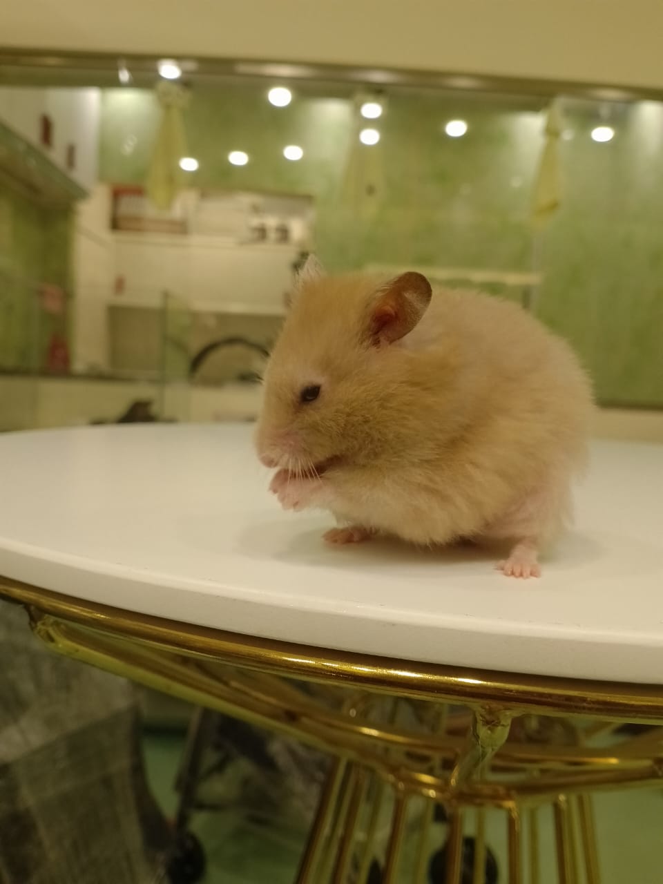Syrian Hamster