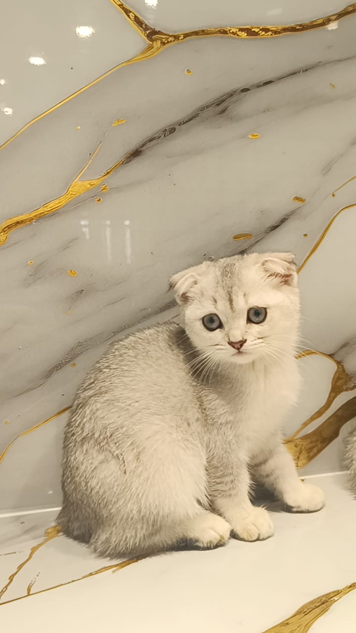 Scottish fold silver chinchilla NY 11