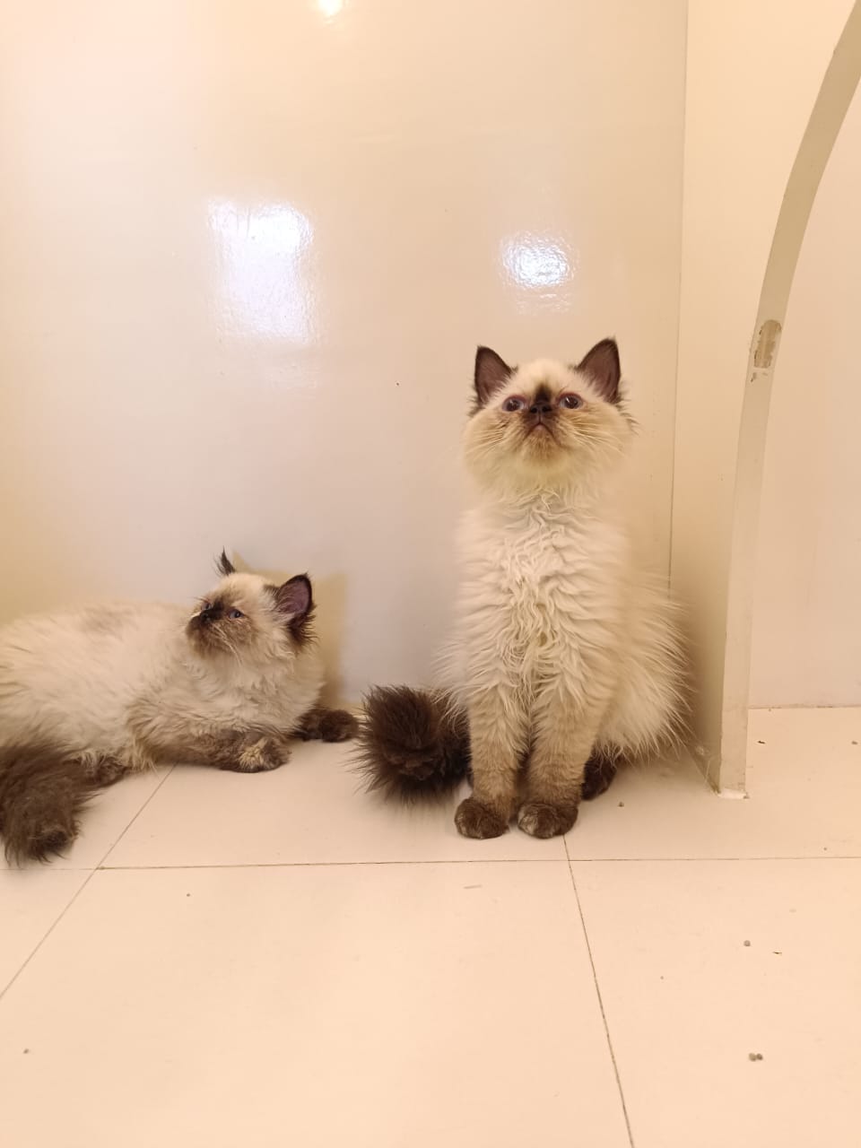 Beautiful Himalayan Kitten
