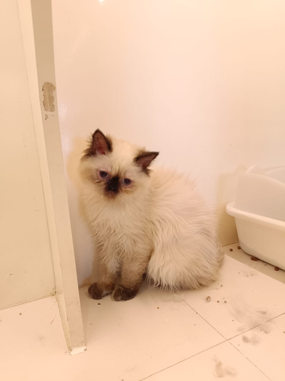 Beautiful Himalayan Kitten