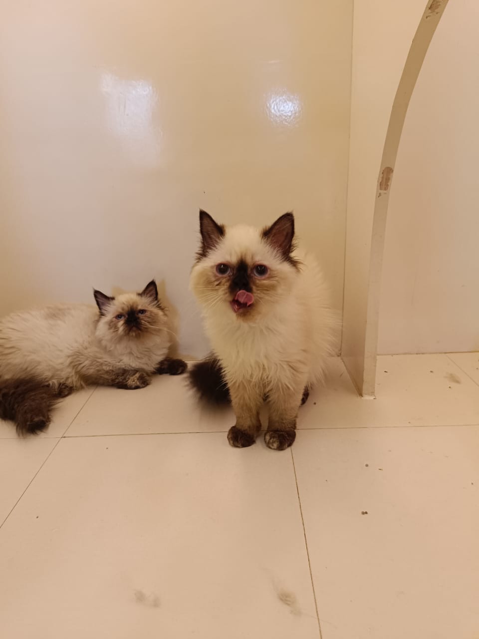 Beautiful Himalayan Kitten