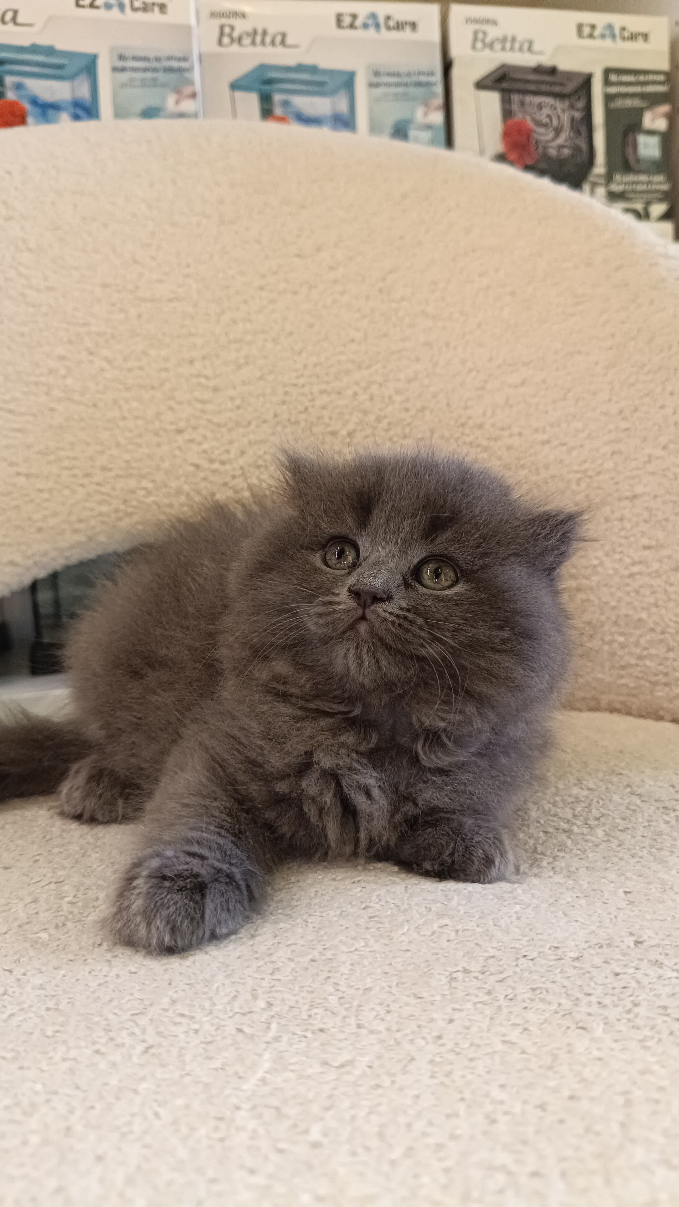 Scottish Fold Kitten
