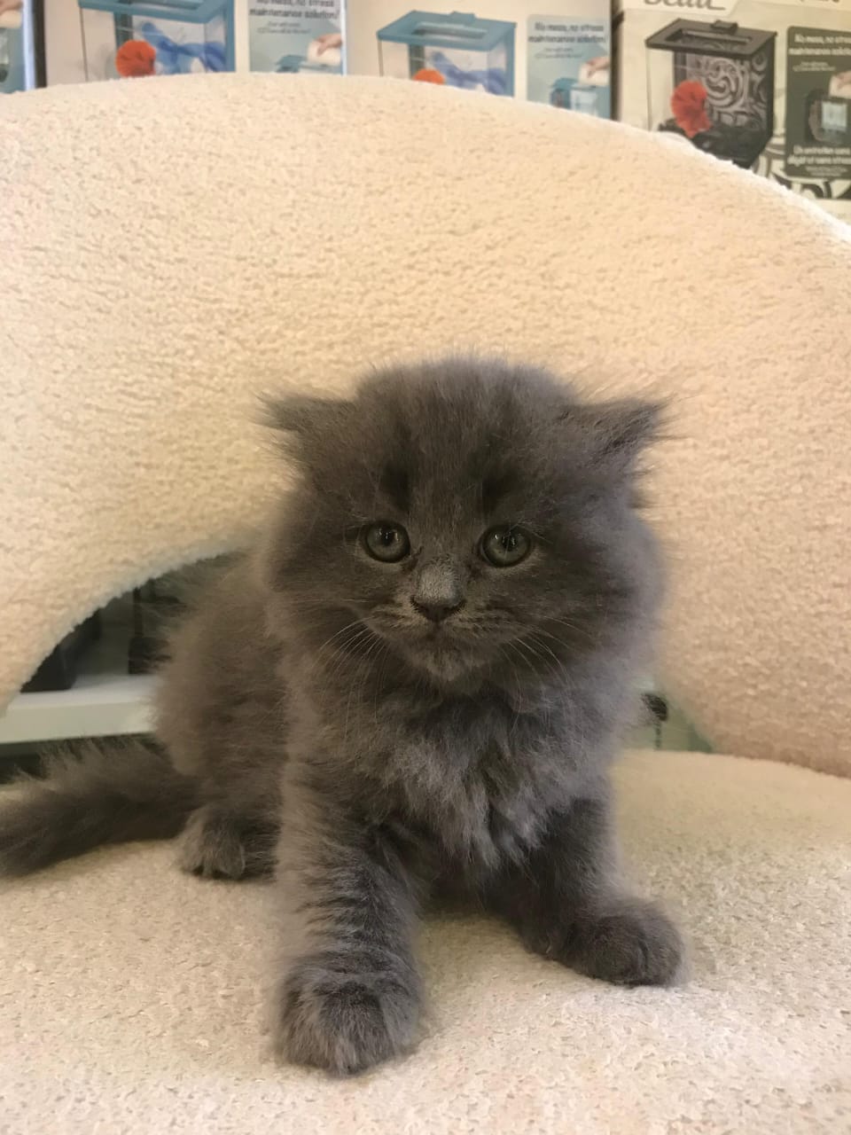Scottish Fold Kitten