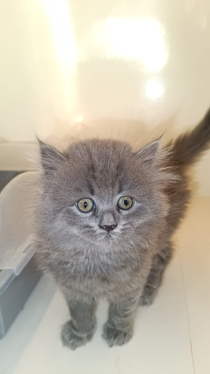British long hair kitten