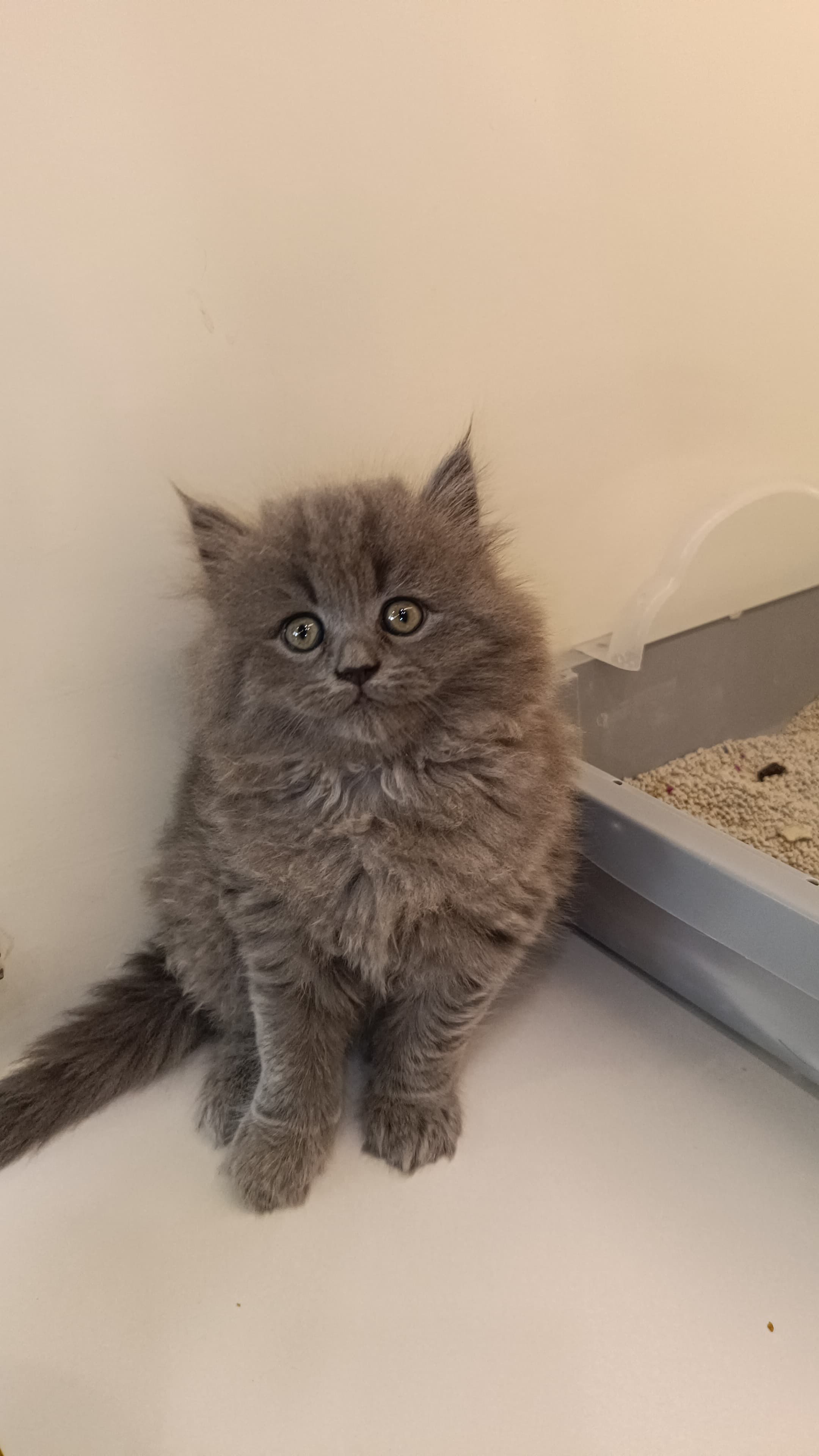 British long hair kitten