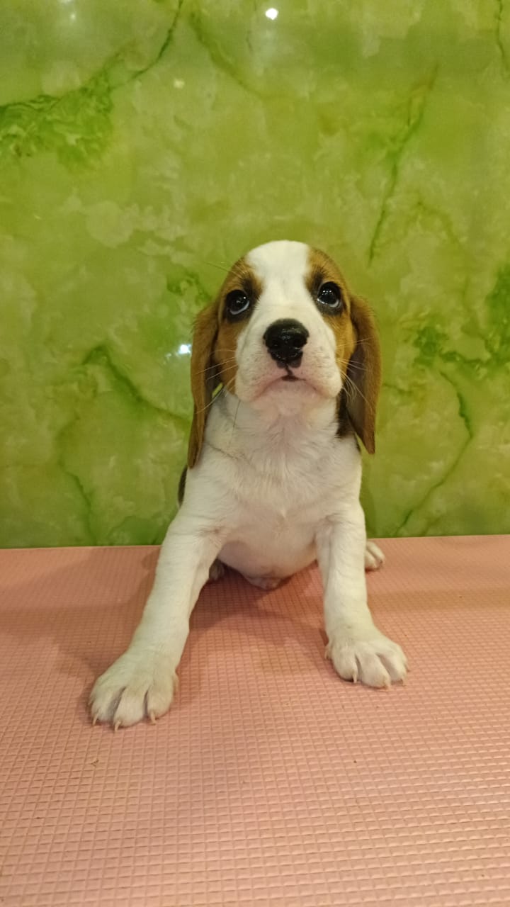 Beagle Puppy