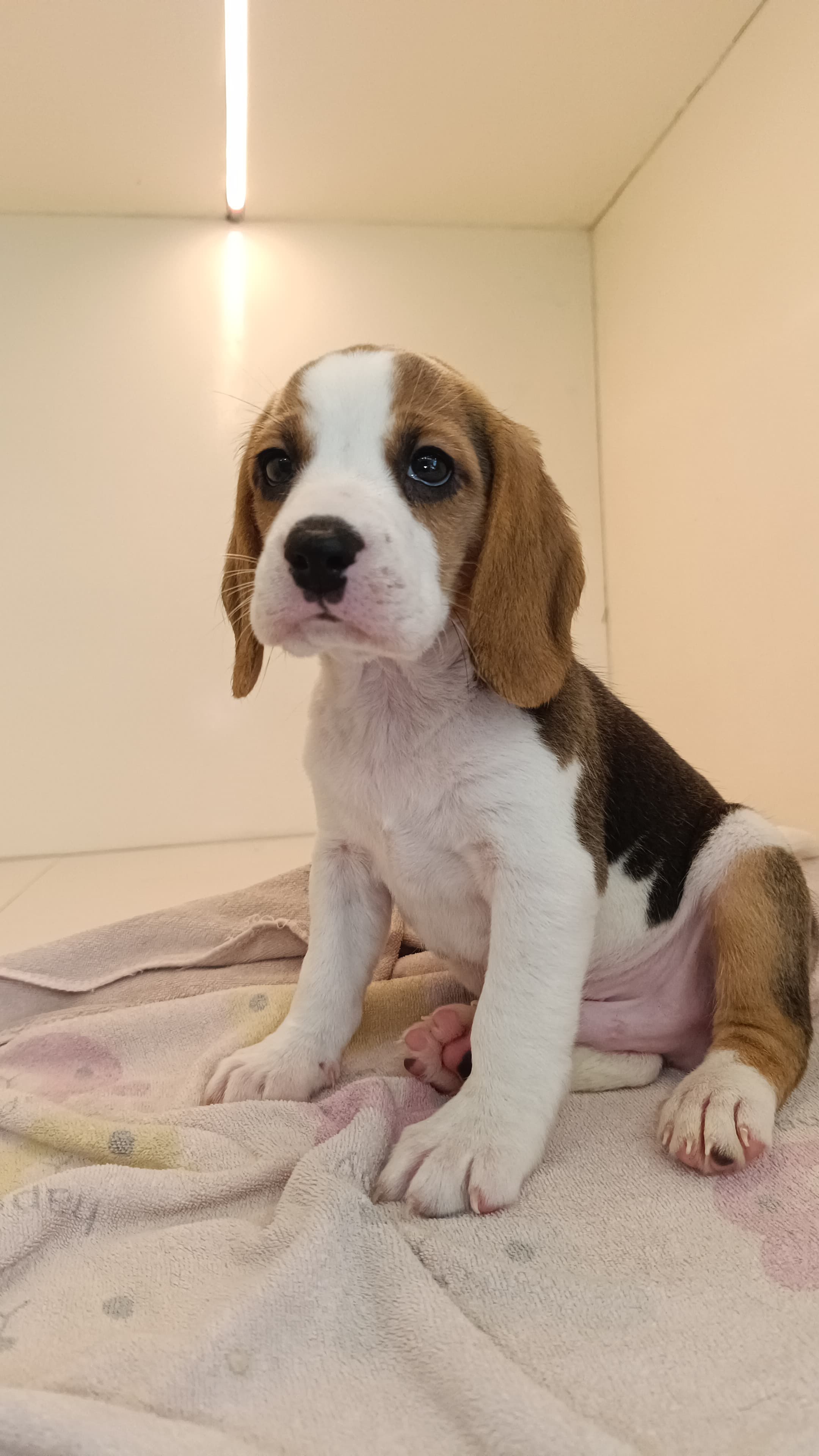 Beagle Puppy