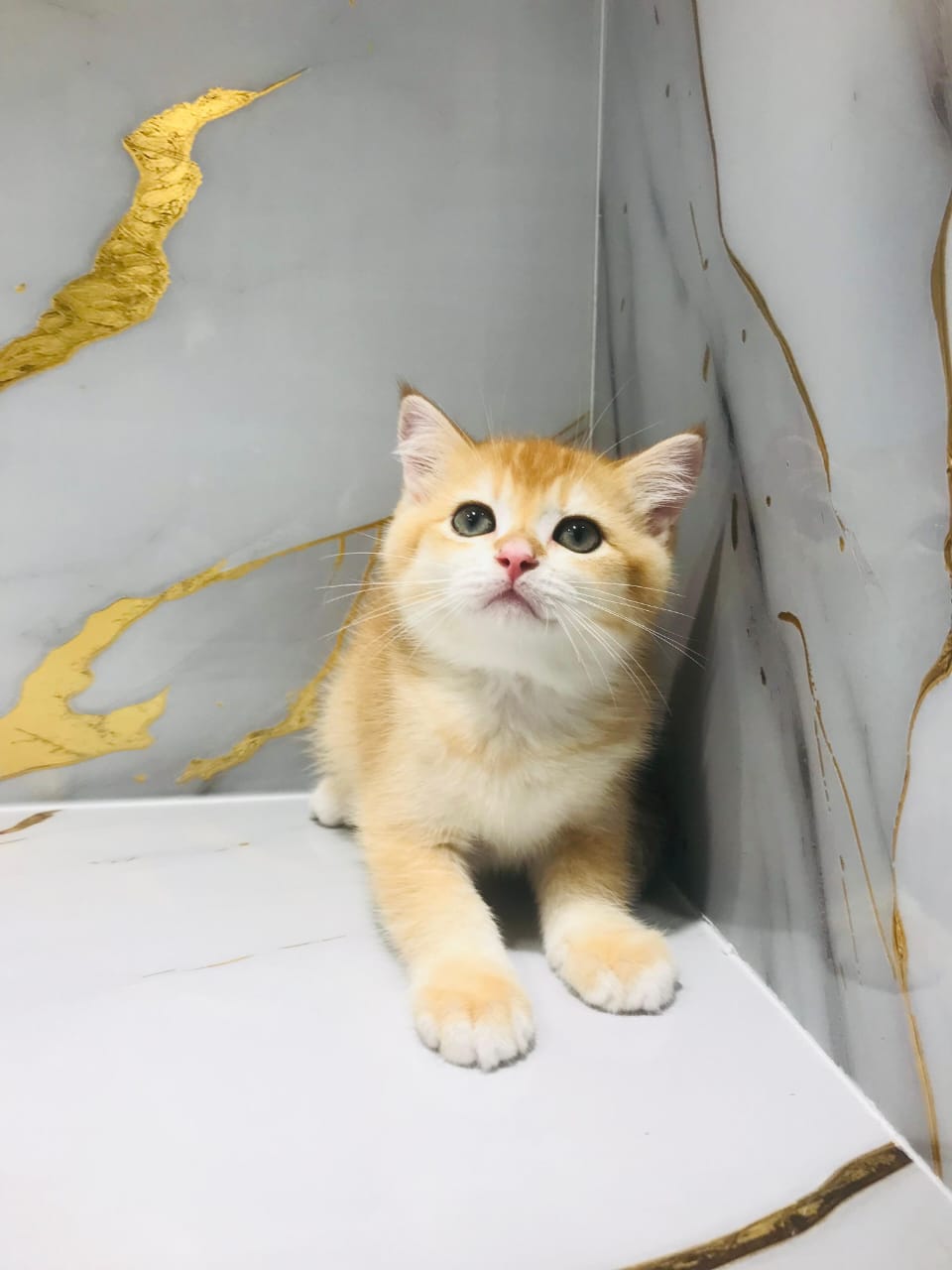NY 12 Golden Chinchilla
