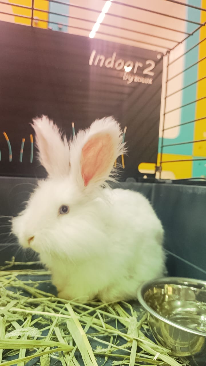 English Angora Rabbit