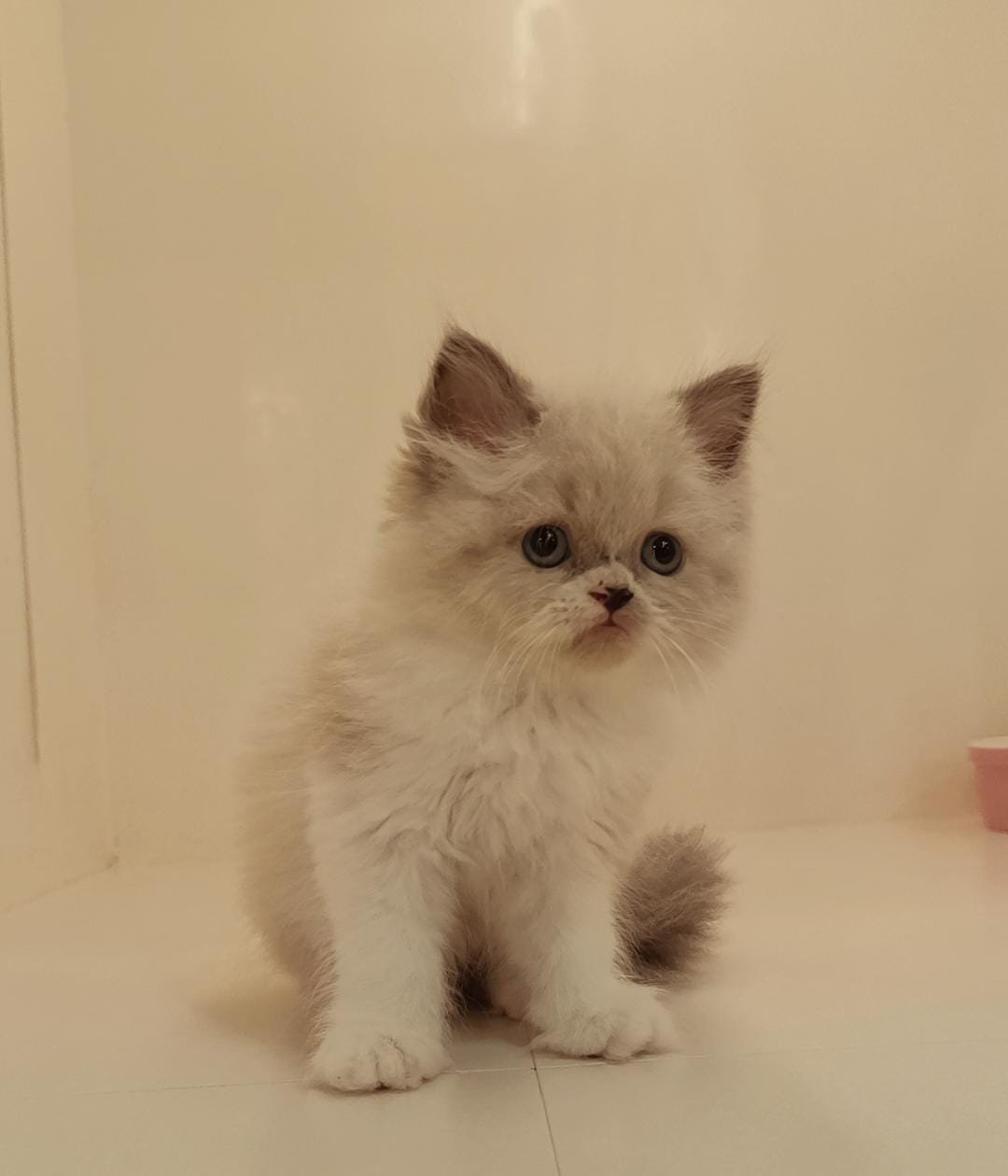 Ragdoll Female Kitten