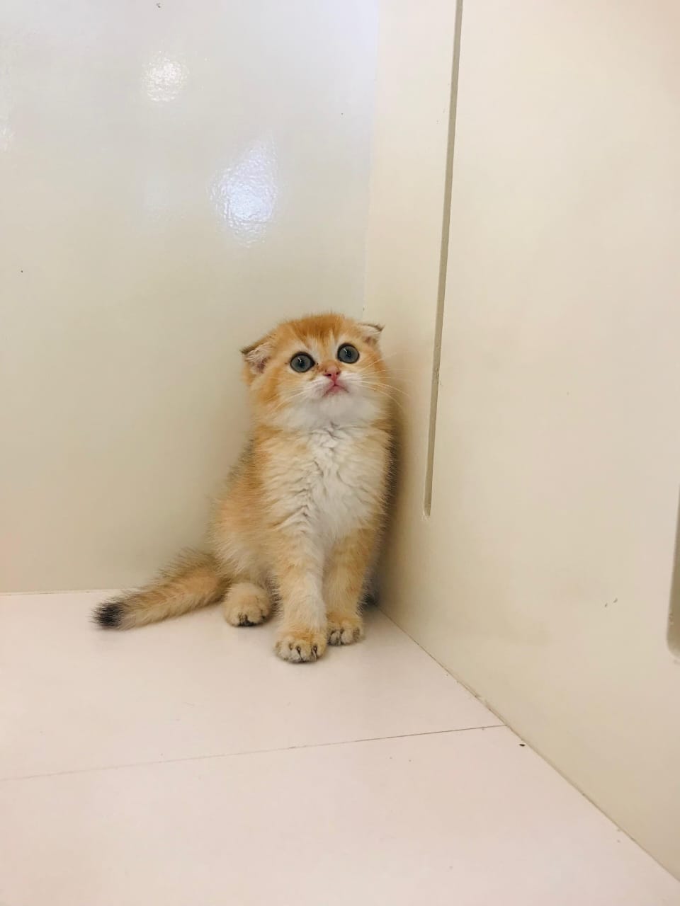 Scottish Fold Golden Chinchilla Male