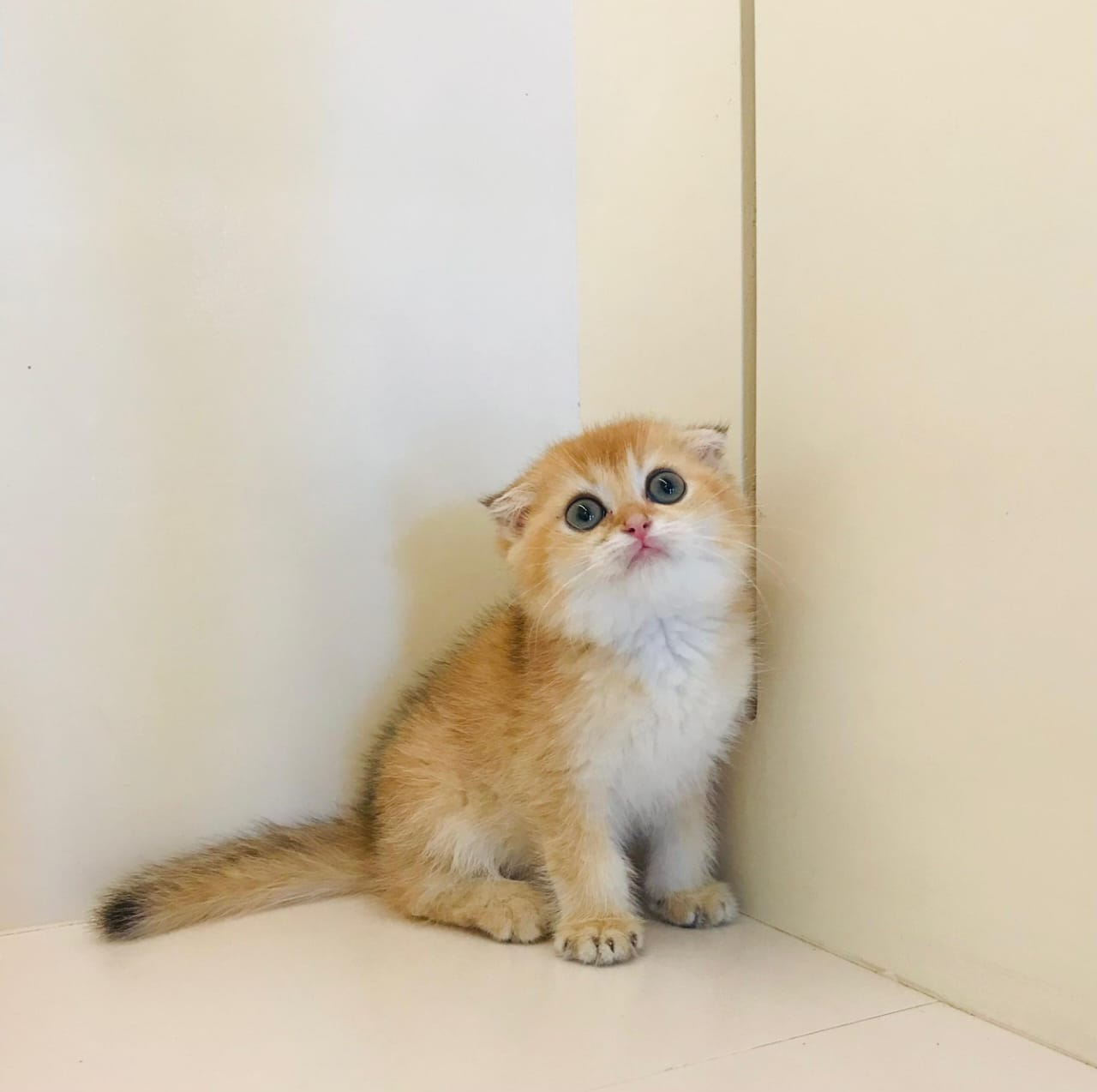 Small kitten with orange and white fur sitting on a light-colored floor.
