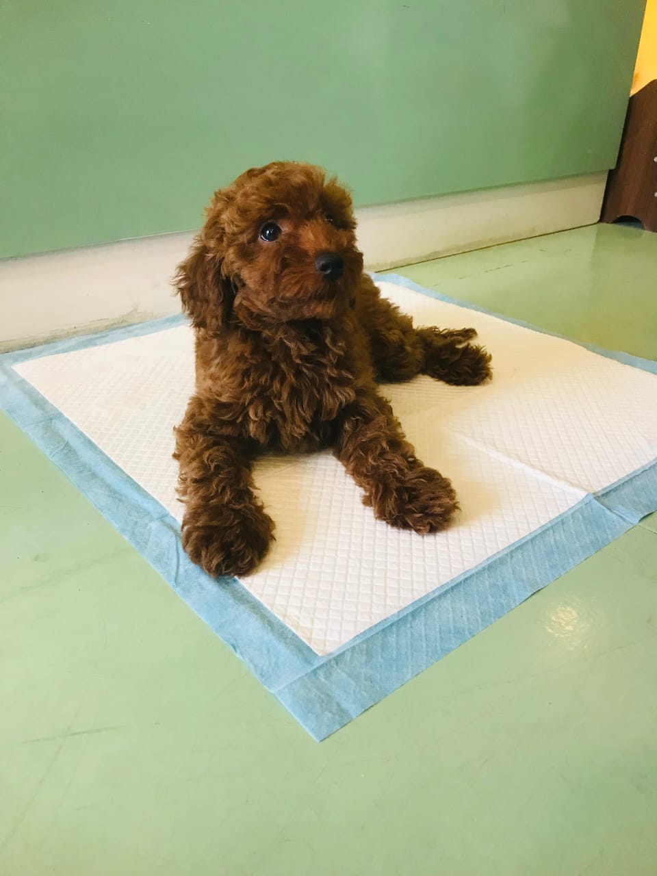 Toy Poodle Female Puppy